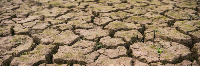 View of dried cracked mud