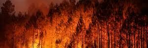 feu foret